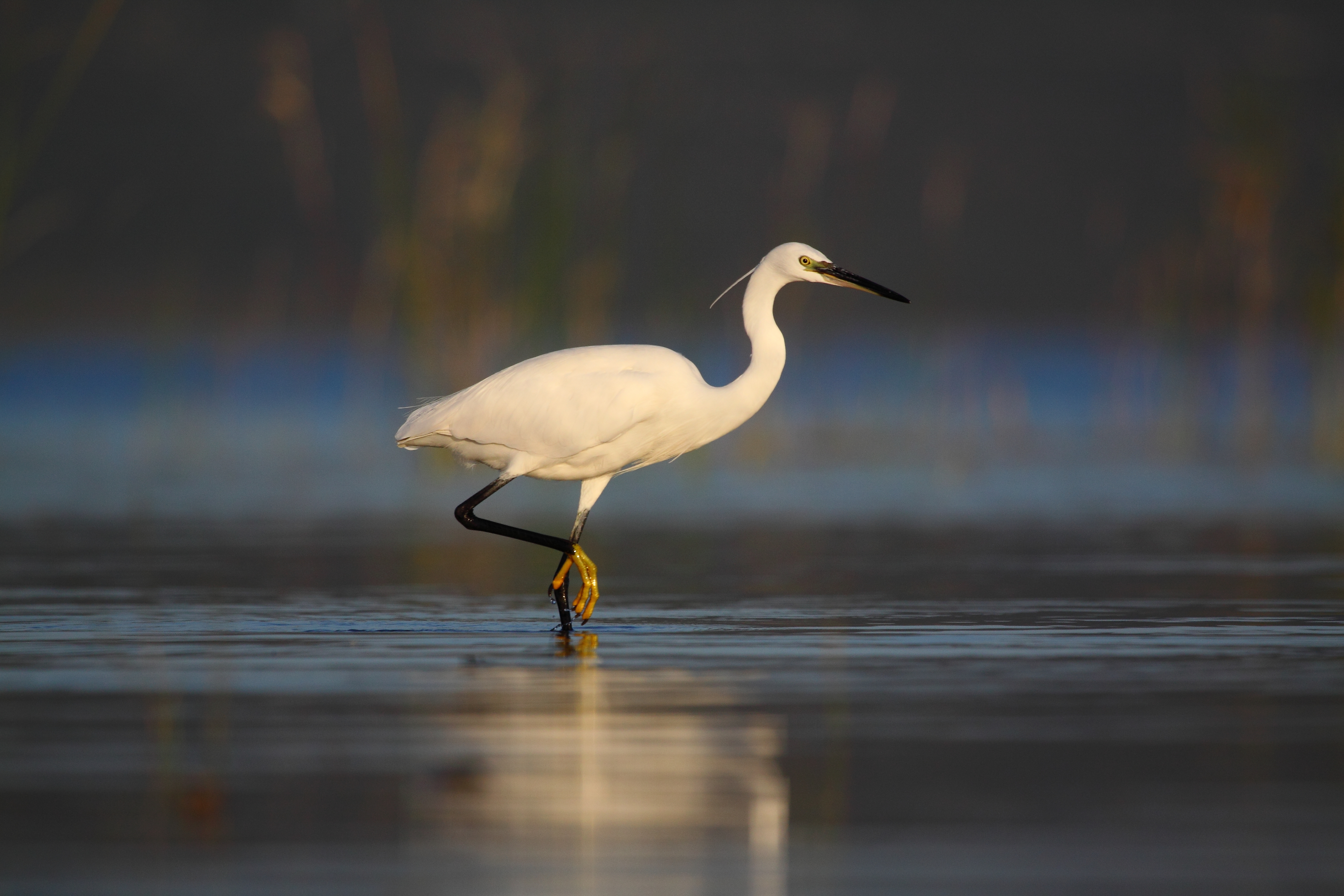 Egretta garzetta